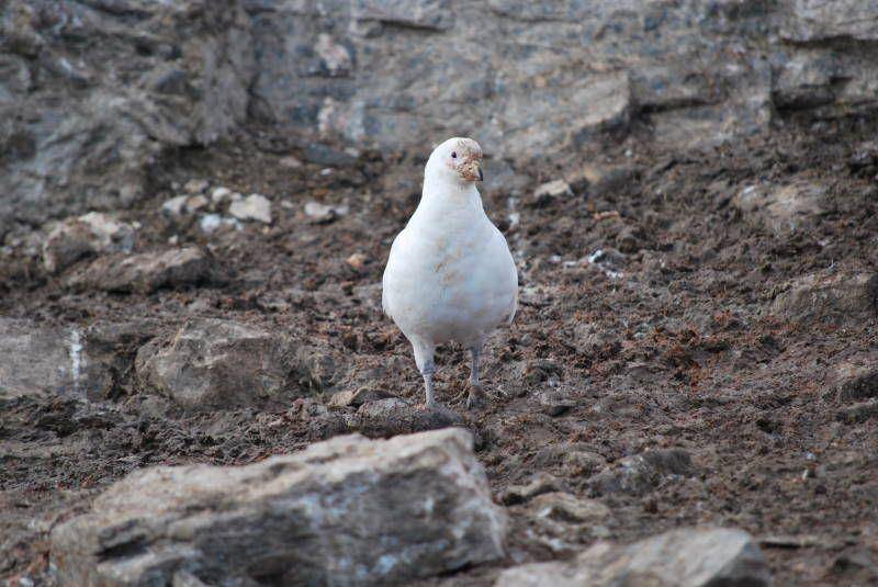 burung sheathbill di habitatnya (commons.wikimedia.org/Diego Tirira)
