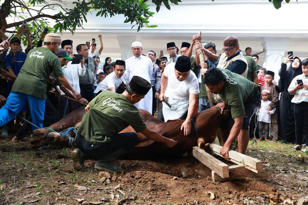 Pj Gubernur Sembelih Sendiri Sapi Kurban Presiden Seberat 1,15 Ton