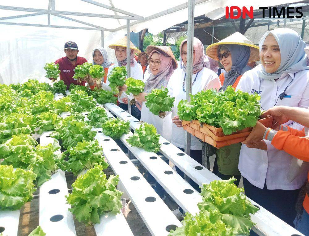 Kelompok tani Kosagrha Lestari saat memanen selada bersama jajaran manajemen BRI Surabaya. IDN Times/Faiz Nashrillah