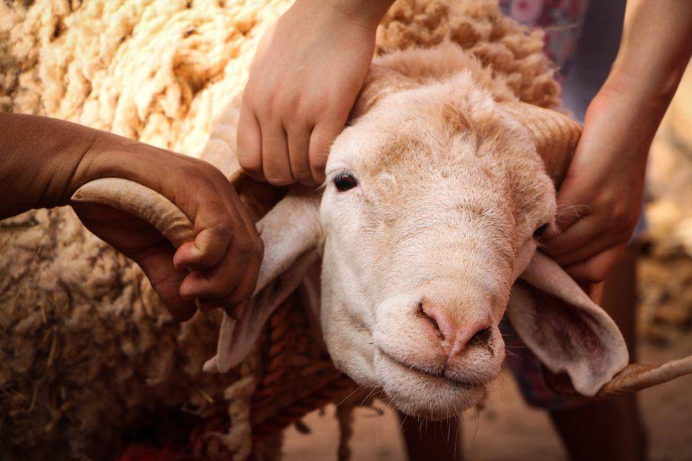 ilustrasi kurban kambing (pexels.com/Moaz Tobok)