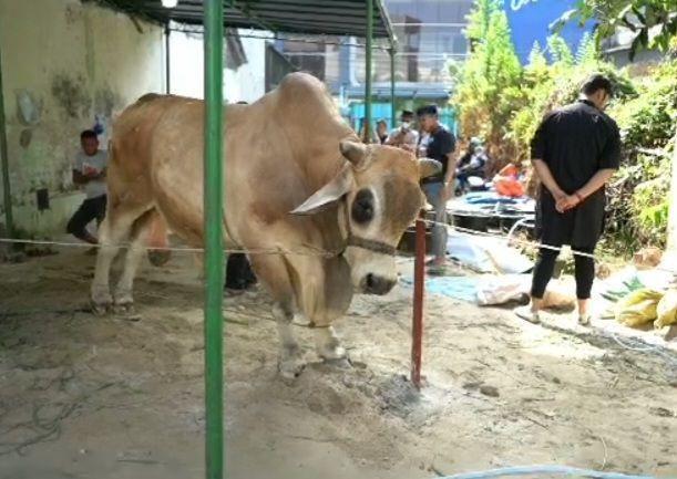Sapi 1,3 Ton akan Dikurbankan di Sumut, Lebih Berat dari Punya Jokowi