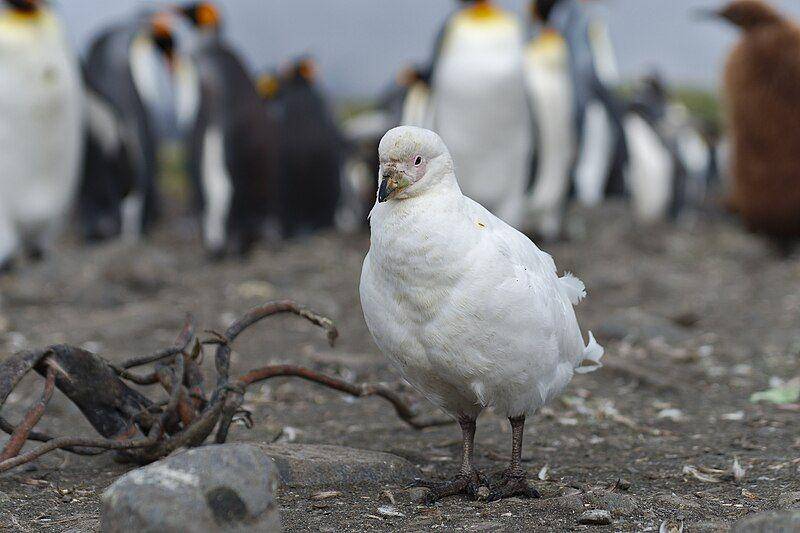 burung sheathbill di dekat koloni penguin (commons.wikimedia.org/Rob Oo)