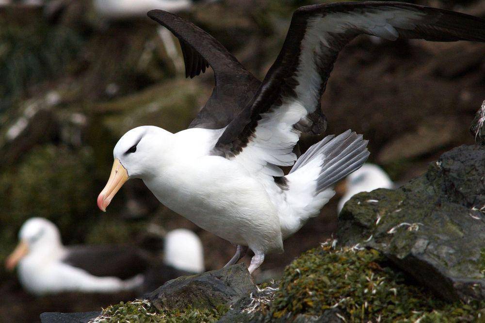 burung albatros alis-hitam bersiap terbang (commons.wikimedia.org/François Guerraz)