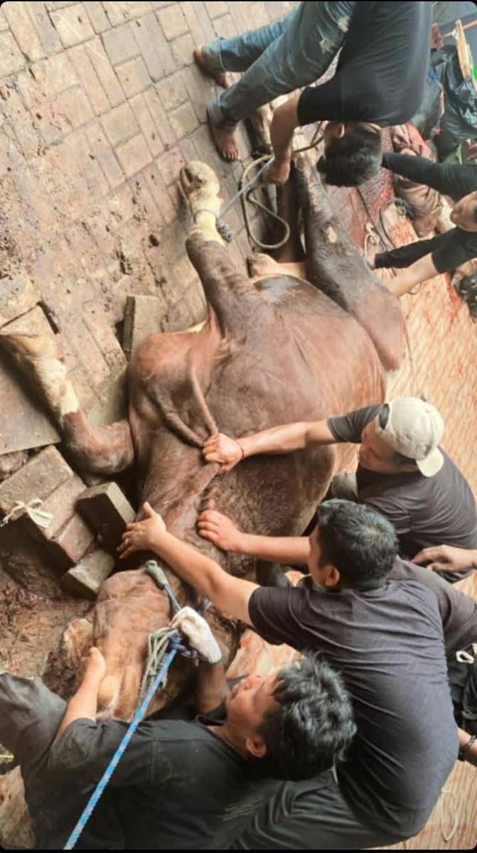 potret seleb dengan hewan kurban (instagram.com/ayutingting92)