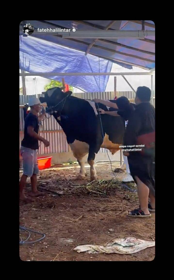 potret seleb dengan hewan kurban (instagram.com/attahalilintar)