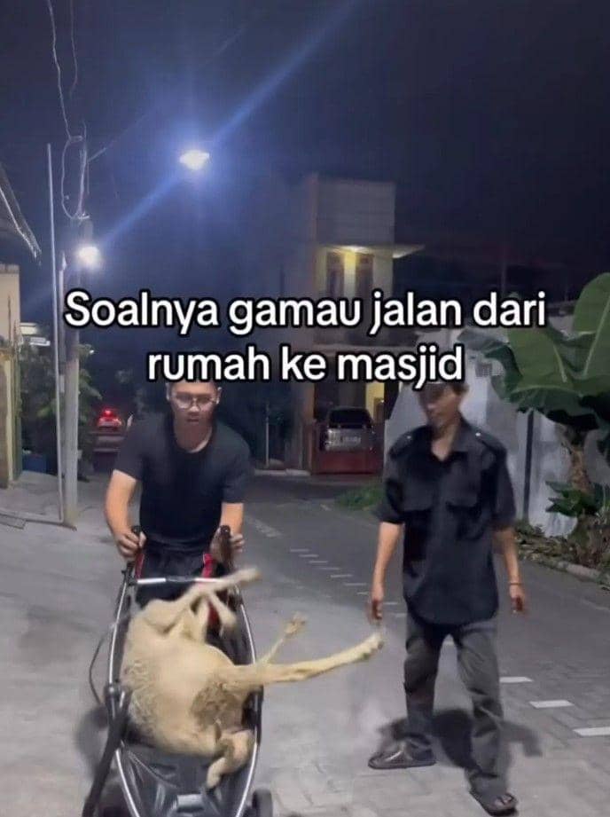 angkut hewan kurban kocak (tiktok.com/@biyakaf)