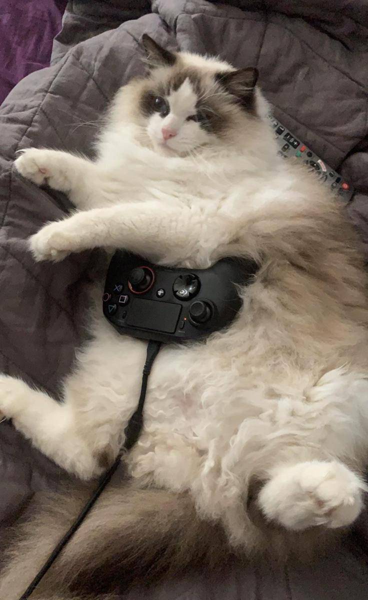 potret kucing gemoy jadi gamer (reddit.com/user/Jazzyfizzle1111)