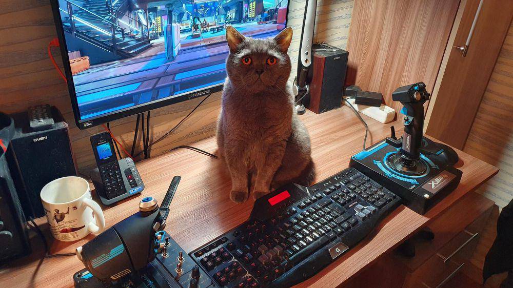 potret kucing gemoy jadi gamer (reddit.com/user/-MGP-)