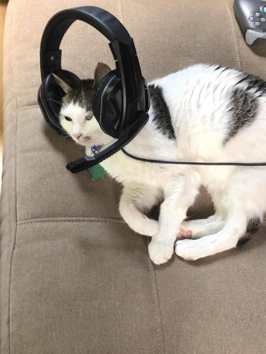potret kucing gemoy jadi gamer (reddit.com/user/Fade_Mythic)