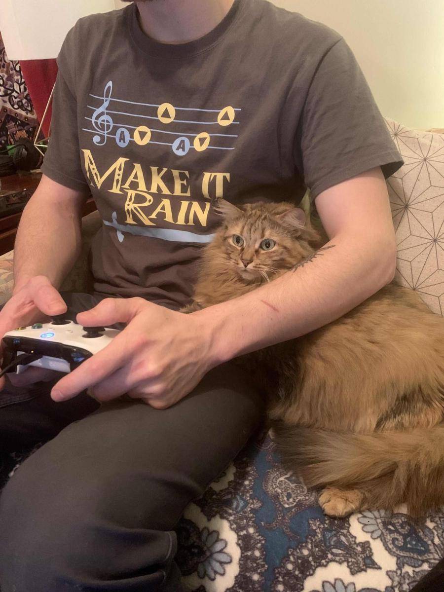 potret kucing gemoy jadi gamer (reddit.com/user/BlessthisMess31)