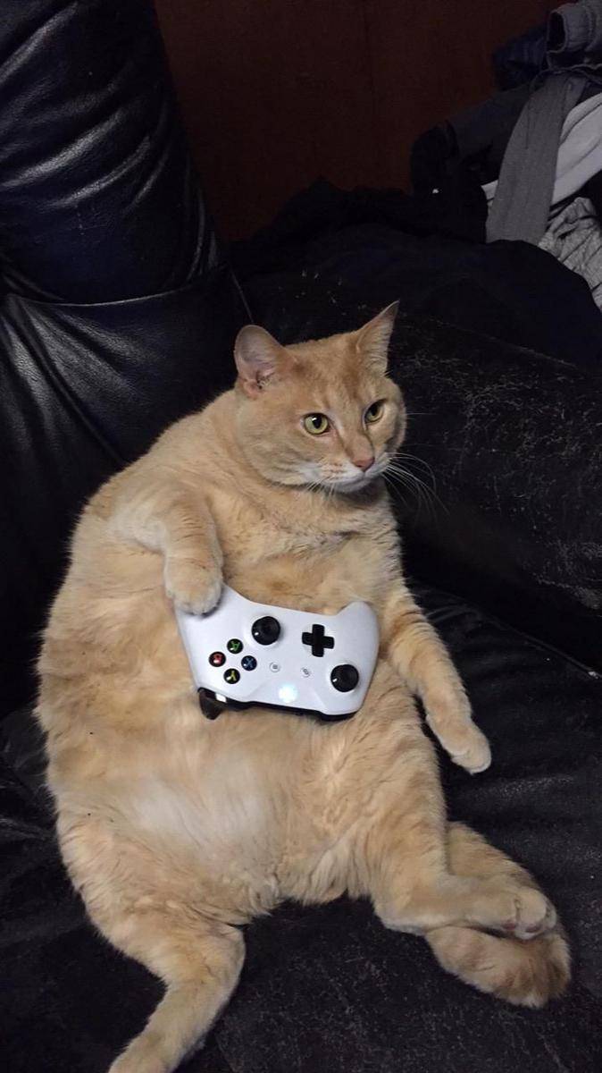 potret kucing gemoy jadi gamer (reddit.com/user/WiscVortex)