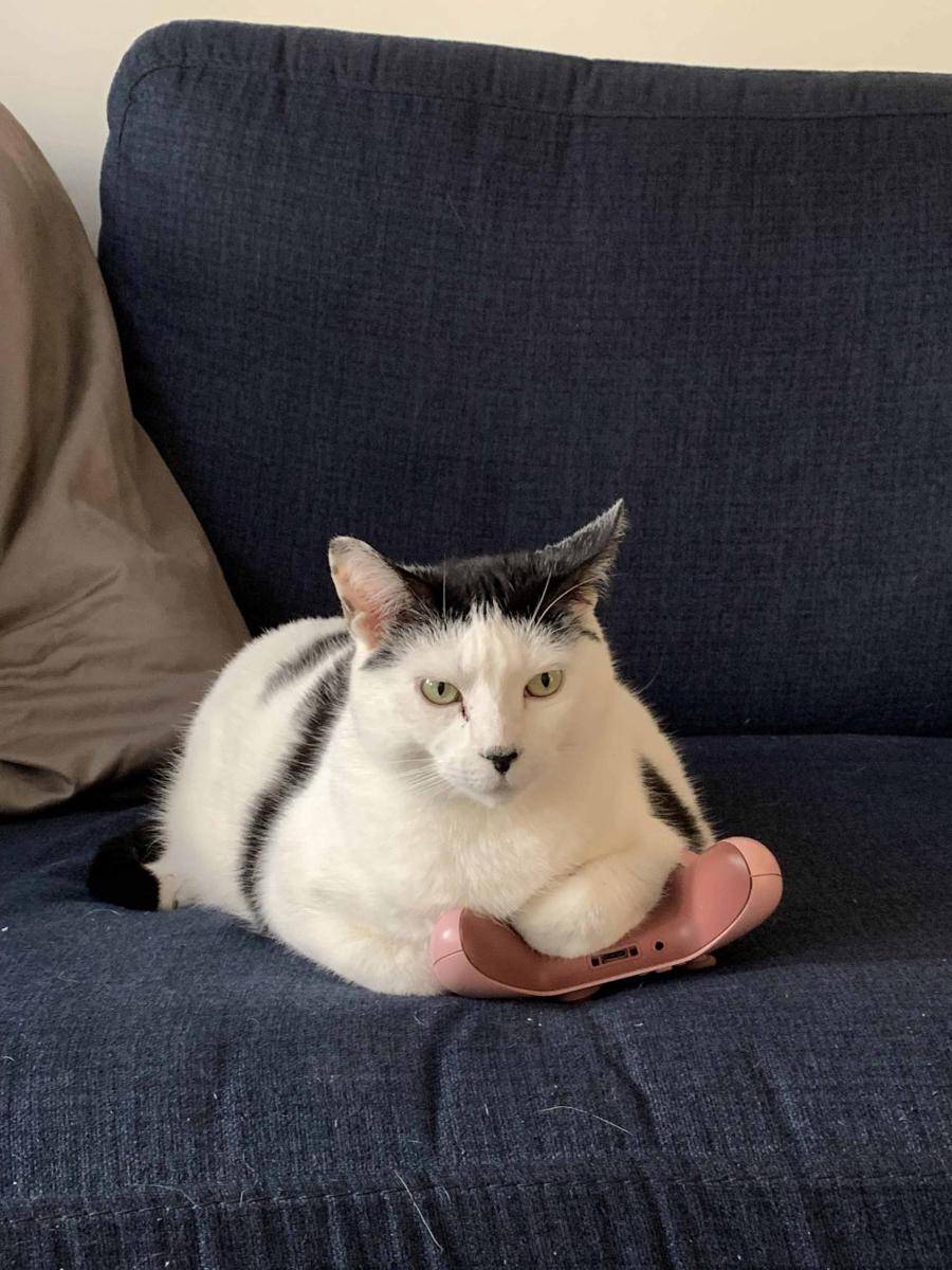 potret kucing gemoy jadi gamer (reddit.com/user/forbiddenmeats)