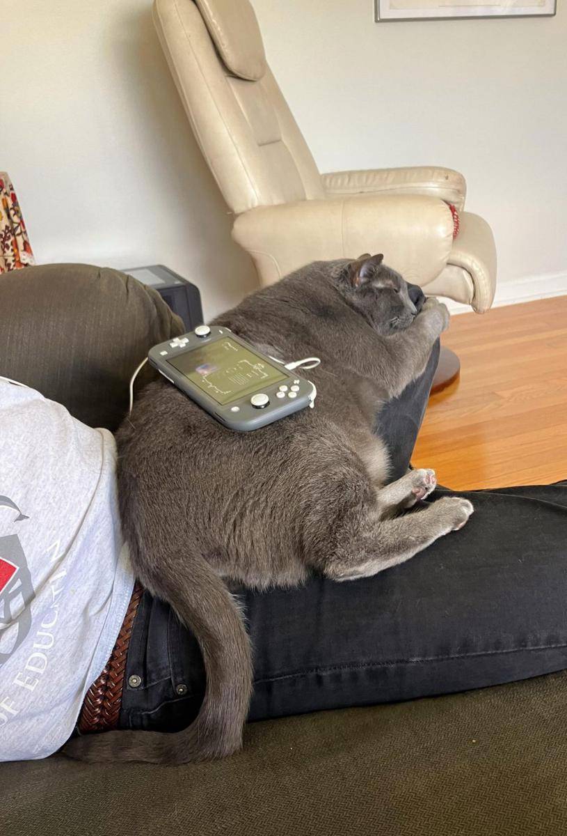 potret kucing gemoy jadi gamer (reddit.com/user/BananaPlanner)