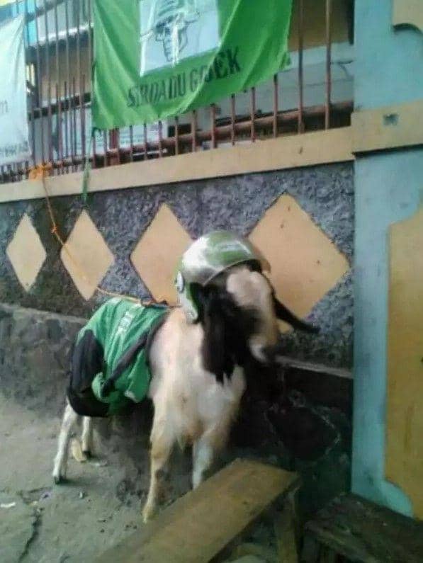 angkut hewan kurban kocak (instagram.com/lambe_ojol)