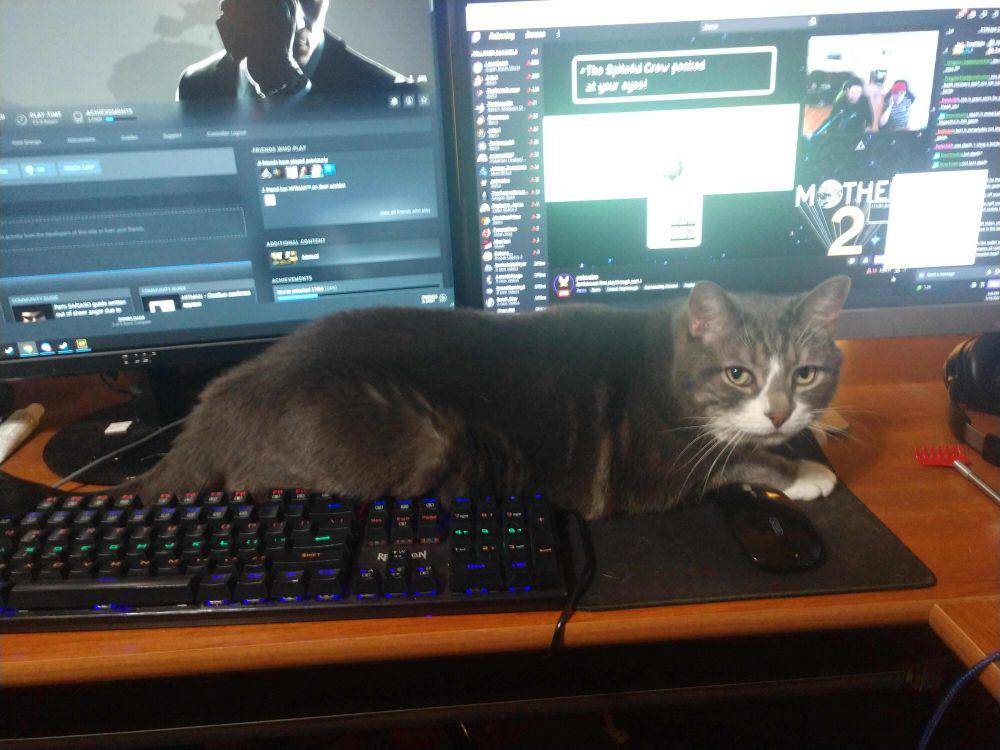 potret kucing gemoy jadi gamer (reddit.com/user/SweaterZach)