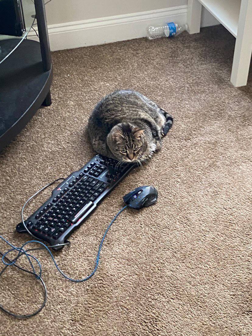 potret kucing gemoy jadi gamer (reddit.com/user/LabRat_SC)