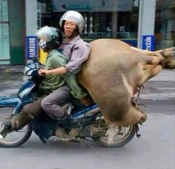 angkut hewan kurban kocak (instagram.com/awreceh.id)