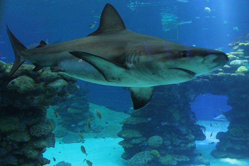dusky shark muda yang ada di Underwater Observatory Marine Park, Eilat (commons.wikimedia.org/אליעד מלין)