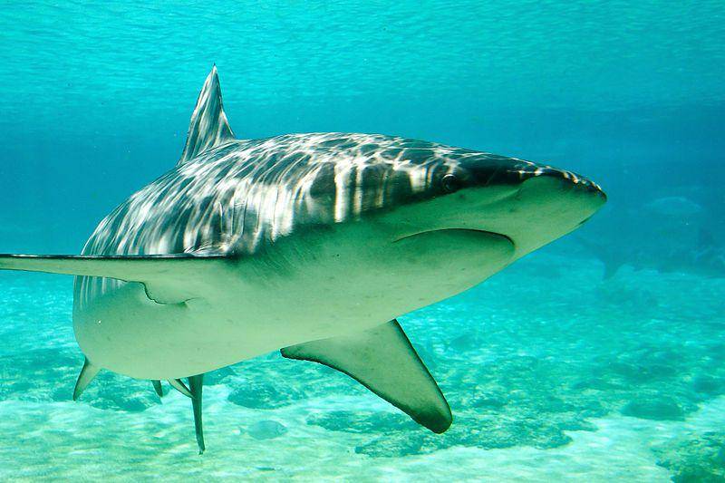 Seekor dusky shark yang ada di aquarium Sea World, Gold Coast, Australia. (commons.wikimedia.org/Steve Garner)