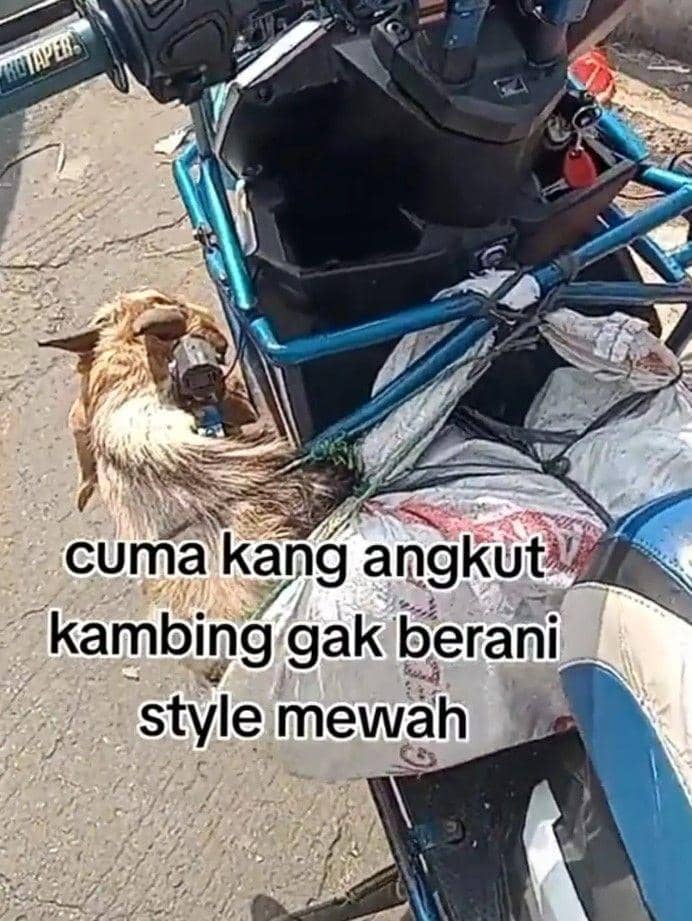 angkut hewan kurban kocak (instagram.com/lambe_ojol)