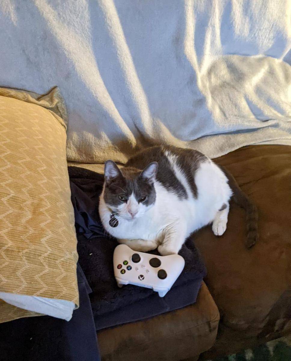 potret kucing gemoy jadi gamer (reddit.com/user/Kitteyfam)