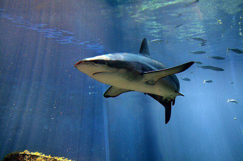 seekor dusky shark yang memiliki luka di ujung moncongnya (commons.wikimedia.org/Amada44)