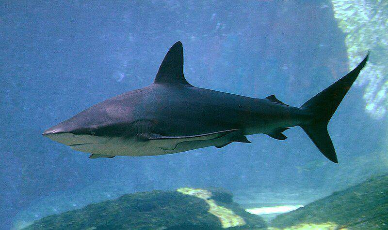 penampilan dusky shark yang ada di UShaka Seaworld (commons.wikimedia.org/Amada44)