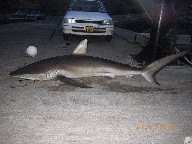 Seekor dusky shark dewasa yang berhasil dipancing oleh nelayan untuk dimanfaatkan bagian tubuhnya. (commons.wikimedia.org/Auckland Museum)