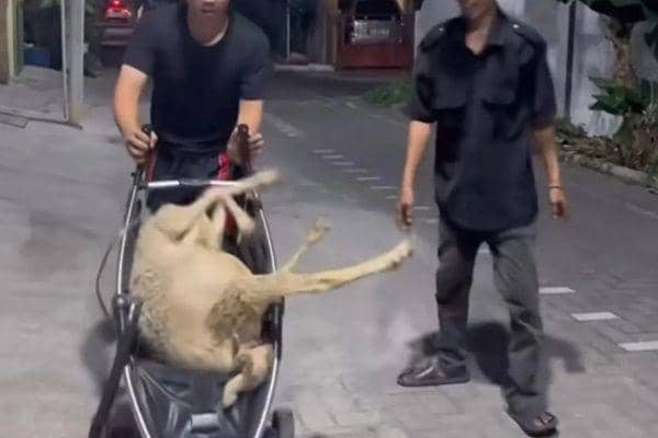 Antimainstream, 9 Potret Nganter Hewan Kurban Ini Caranya Ngakak Kocak
