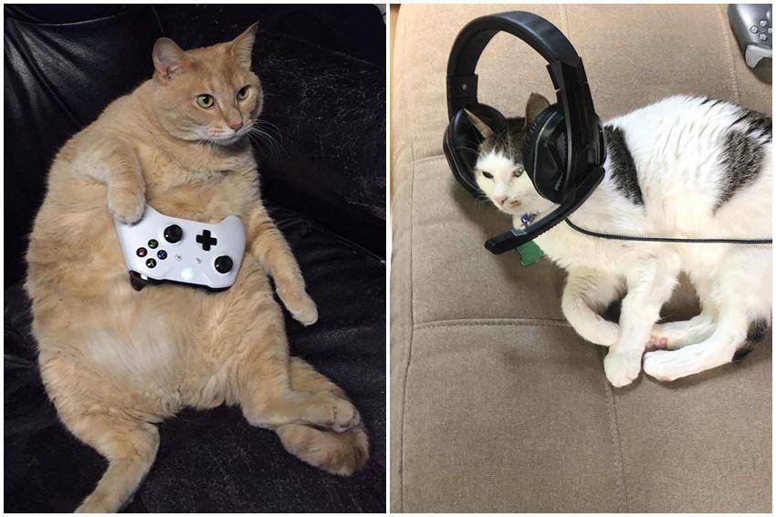 kolase potret kucing gemoy jadi gamer (reddit.com/user/WiscVortex | reddit.com/user/Fade_Mythic)