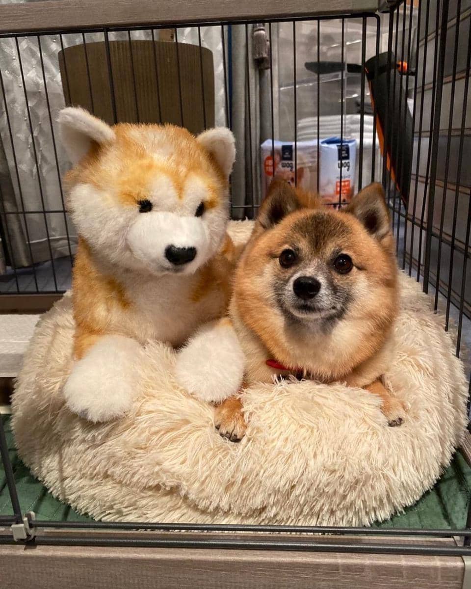 potret gemas Negi (instagram.com/ousama_tbs)