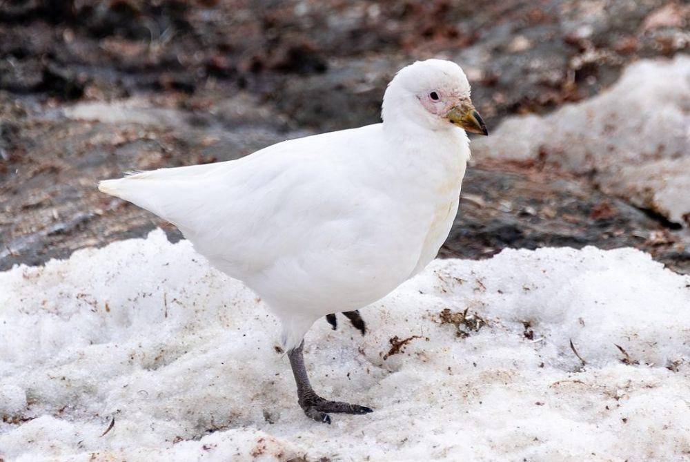 burung sheathbill di habitatnya (commons.wikimedia.org/Gordon Leggett)