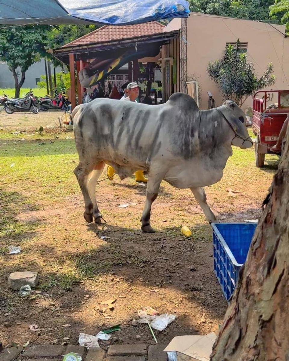 momen Jenita Janet dan Danu saat kurban sapi di momen Idul Adha 2023 (instagram.com/danu_sofwan)