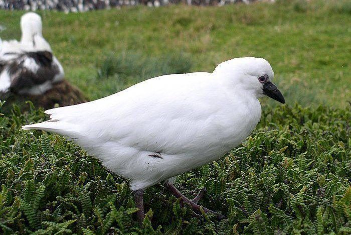 tampak sekujur tubuh burung black-faced sheathbill (commons.wikimedia.org/Nweider)