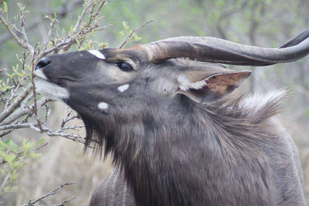 Nyala (unsplash.com/Dianne Gibson)