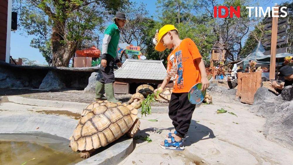 Kura-Kura Sulcata, Hibah Gibran dan Jan Ethes di Solo Safari. (IDN Times/Larasati Rey)