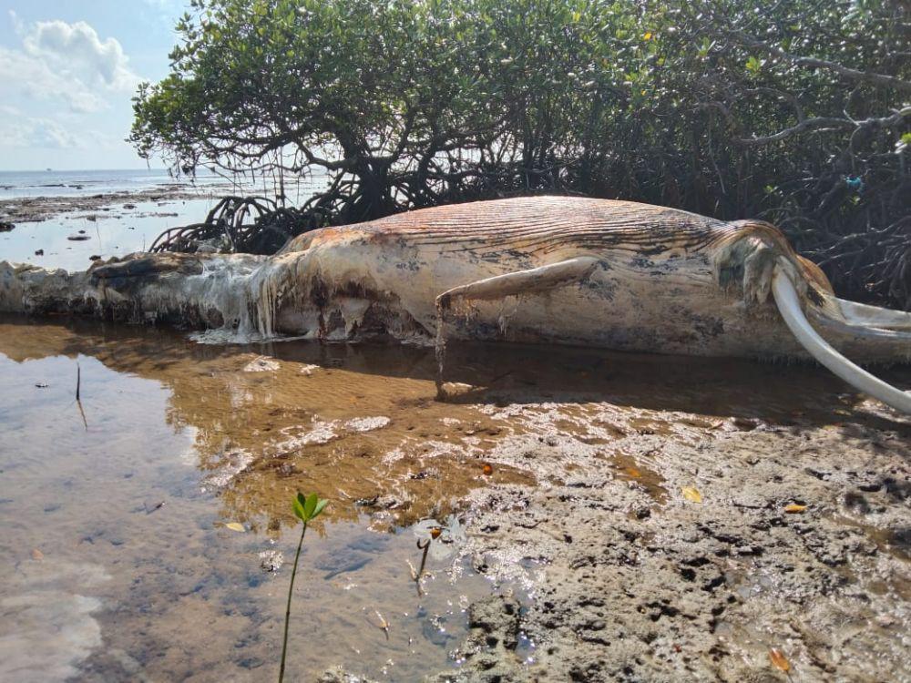 Bangkai Paus 10 Meter Terdampar di Pulau Masakambing Sumenep