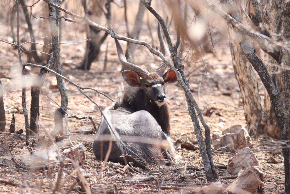 Nyala (unsplash.com/James Botes)