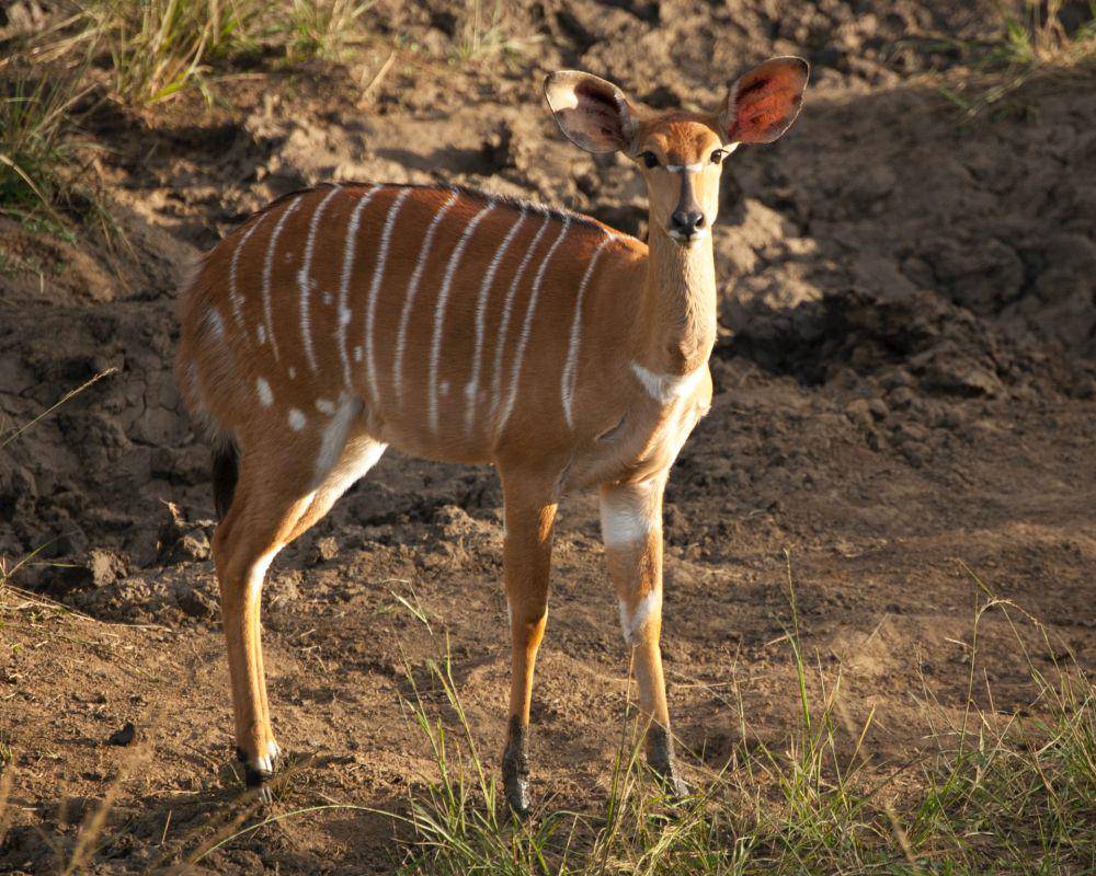 Nyala betina (unsplash.com/Kevin Folk)