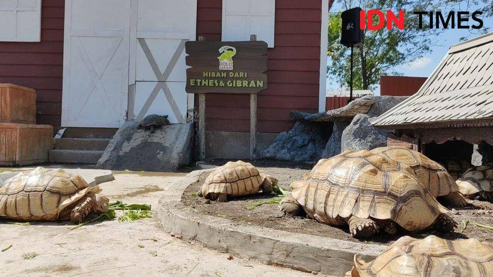 Kura-Kura Sulcata, Hibah Gibran dan Jan Ethes di Solo Safari. (IDN Times/Larasati Rey)