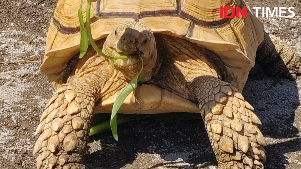 Kura-Kura Sulcata, Hibah Gibran dan Jan Ethes di Solo Safari. (IDN Times/Larasati Rey)