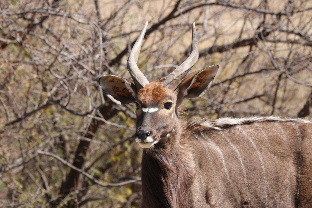 Nyala (pixabay.com/Barbara Fraatz)