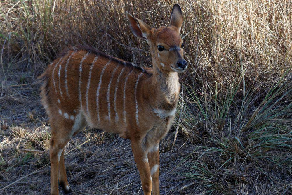 Nyala (pexels.com/Annari du Plessis)