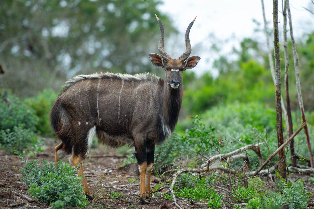 Nyala jantan (pexels.com/Frans van Heerden)