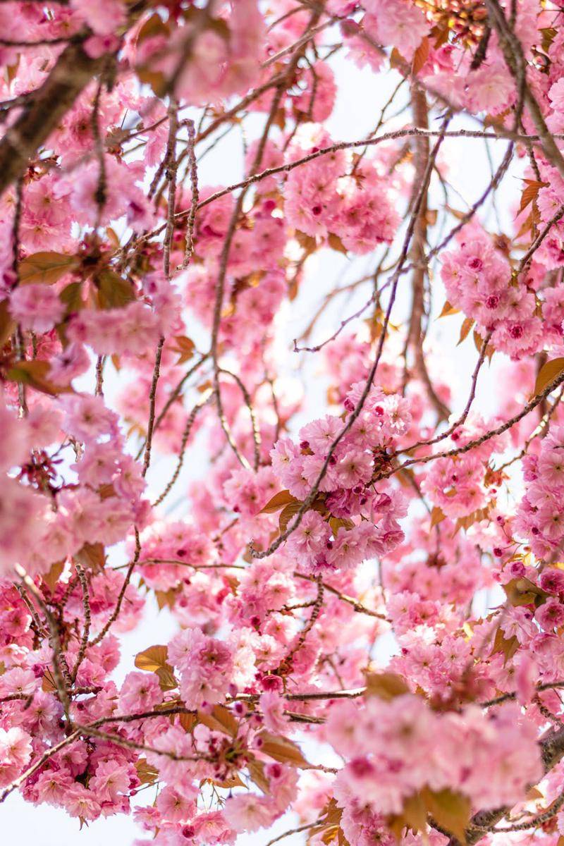 ilustrasi sakura blossom (pexels.com/Enrique Hoyos)