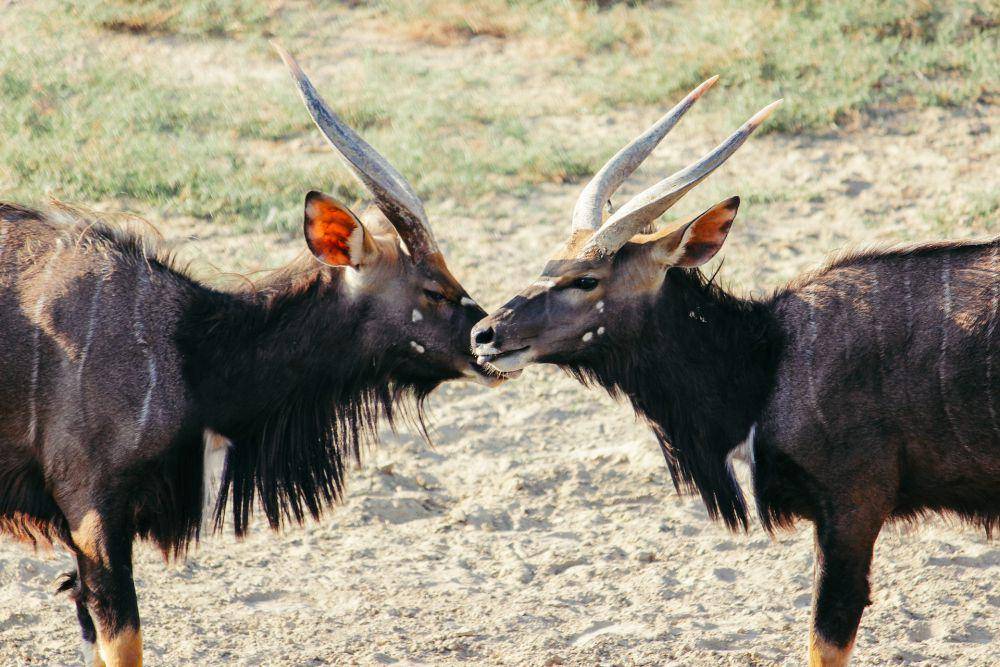 Nyala (pexels.com/Sami Aksu)