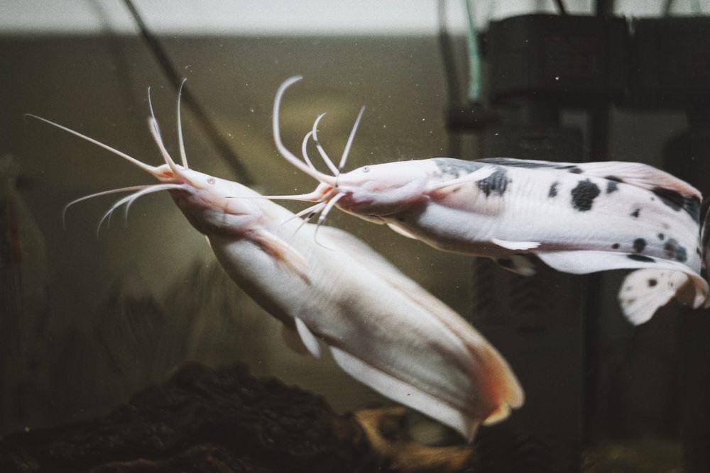 ilustrasi ikan lele (unsplash.com/Arthur Avakov)