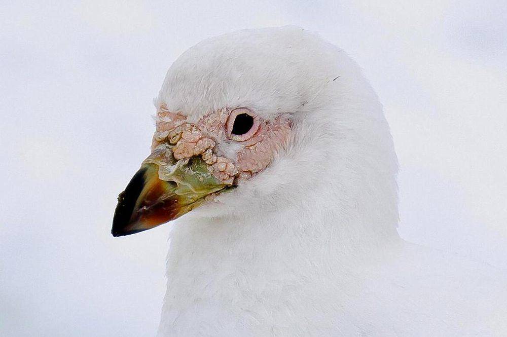 tampak dekat burung sheathbill (commons.wikimedia.org/Wim Hoek)