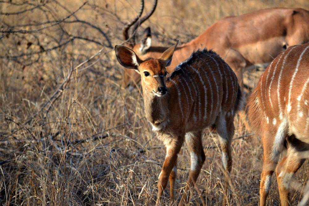 Nyala (unsplash.com/Simon Greenwood)