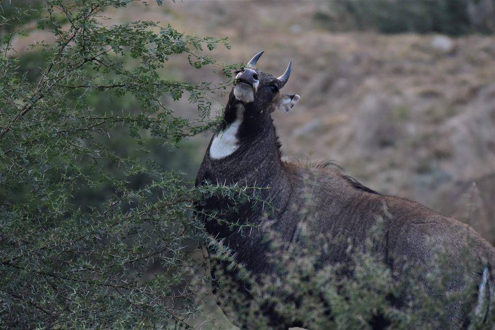 Nilgai (pixabay.com/Sajeev)